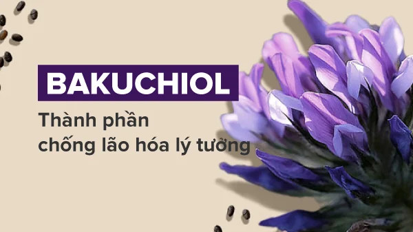 alt: Hình ảnh cây Psoralea Corylifolia, nguồn gốc của Bakuchiol