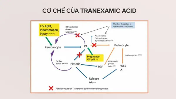 alt text: Cơ chế hoạt động của Tranexamic Acid