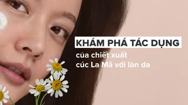 alt text: Hoa cúc La Mã nở rộ, nguyên liệu cho chiết xuất làm đẹp da