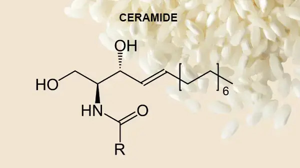 Cấu trúc hóa học của Ceramide