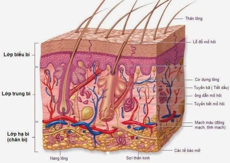 8 kiến thức cơ bản về chăm sóc da tối thiểu cần nắm rõ