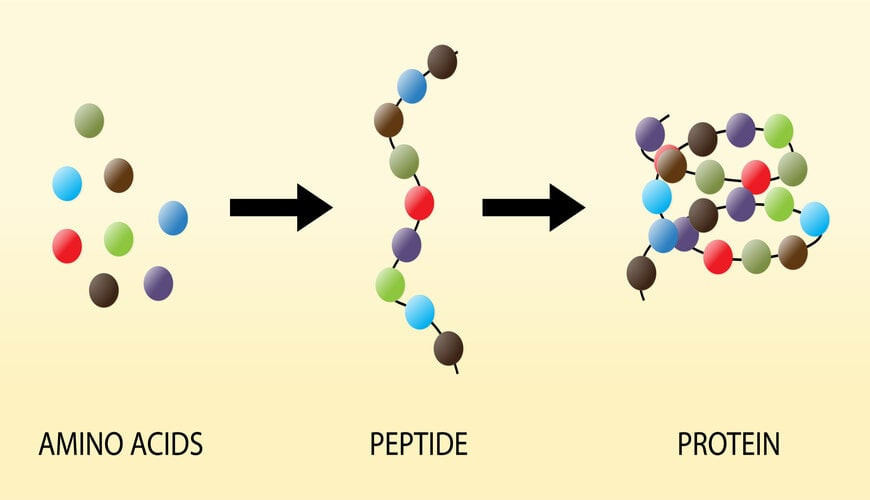 Peptide là gì? Vai trò của peptide đối với làn da