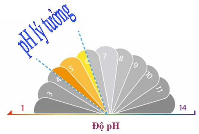 Màng Acid Mantle