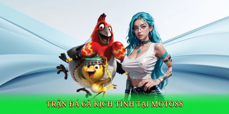Đá Gà Thomo: Khám Phá Đấu Trường Số Phấn Khích Tại MOTO88