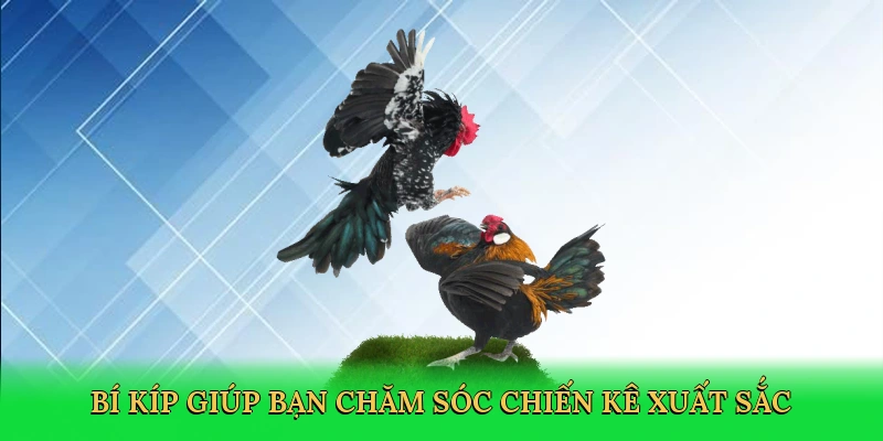 Bí kíp giúp bạn chăm sóc chiến kê xuất sắc