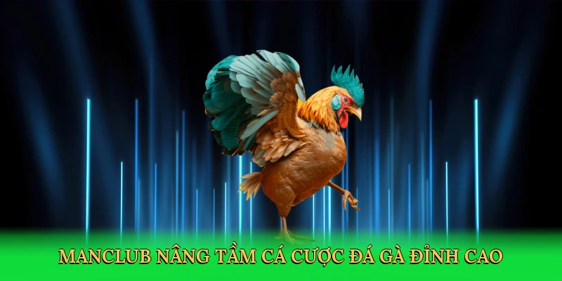 Manclub nâng tầm cá cược đá gà đỉnh cao